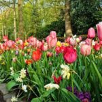 Private Keukenhof Gardens and Tulip Fields Tour from Amsterdam - Final thoughts: Is this tour right for you?