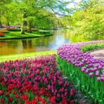Private Keukenhof Tulip Fields Tour From Amsterdam(Skip-The-Line) - The Real Deal: What This Tour Offers