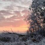 Private Miniature Horse Walking near Lincoln - What to Expect from Your Miniature Horse Walk