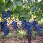 Private Plus Montalcino Wine Tasting in Paradise - The Practical Details