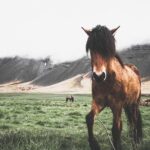 Private Snæfellsnes Peninsula and local Lunch - What’s Included and What’s Not?