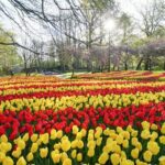 Private Taxi to Keukenhof Tulip Fields & Flowers From Amsterdam - Final Thoughts: Is It Worth It?