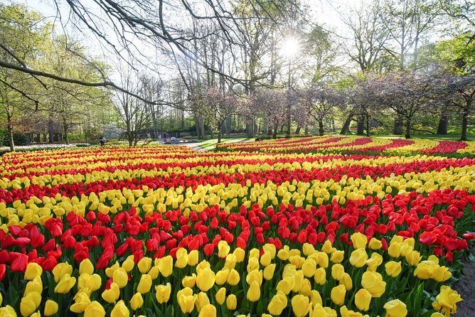 Private Taxi to Keukenhof Tulip Fields & Flowers From Amsterdam - Final Thoughts: Is It Worth It?