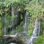 Private Taxi Tour of Blarney Castle ,Cork ,Kinsale 5 Star Rated - What’s Included and What’s Not