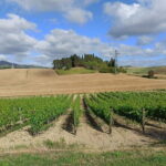 PRIVATE TOUR: Chianti Afternoon tour with visit to 2 wine farms - Who Should Consider This Tour?