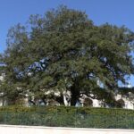 Private Tour From Lisbon: Fátima Sanctuary and Batalha Monastery - Who Should Consider This Tour