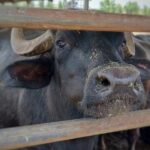 Private Tour from Sorrento/Positano to Paestum and Mozzarella tour - The Experience in Detail: What to Expect and Why It Matters