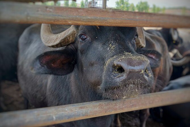 Private Tour from Sorrento/Positano to Paestum and Mozzarella tour - The Experience in Detail: What to Expect and Why It Matters