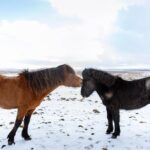 Private Tour Of The Golden Circle With Farm Visits In Iceland - Frequently Asked Questions