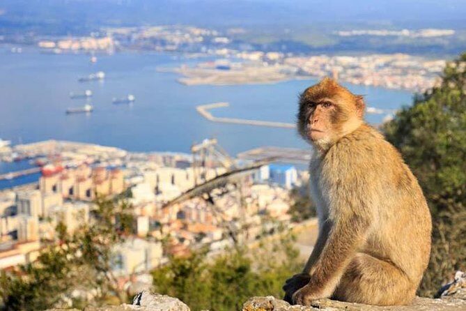 Private tours from Malaga to the Rock of Gibraltar up to 8 people - Who Should Consider This Tour?
