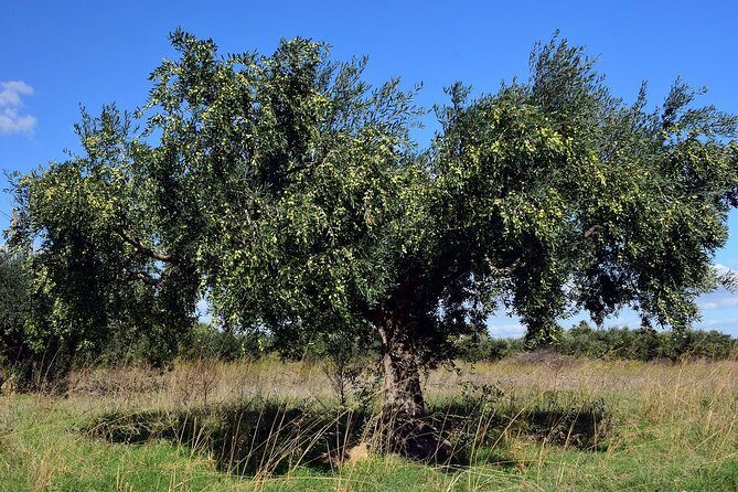 Private Tour:Visit of Agricultural Farm and free time in Olympia - What to Expect