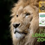 Private Transfer between London & Tilbury Cruise Terminal / Hotel - The Vehicle and Comfort