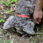 Private Truffle Hunting in Chianti from Florence - The Practical Side: What You Need to Know