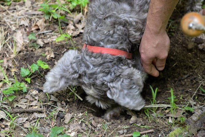 Private Truffle Hunting in Chianti from Florence - The Practical Side: What You Need to Know