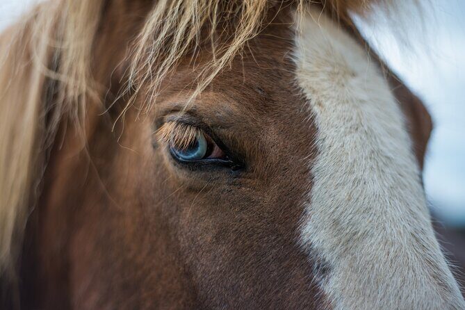 Red Lava Horse Riding Tour From Reykjavik - The Authenticity and Authentic Experiences