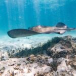 Reef Explorer Half Day Trip - Final Thoughts