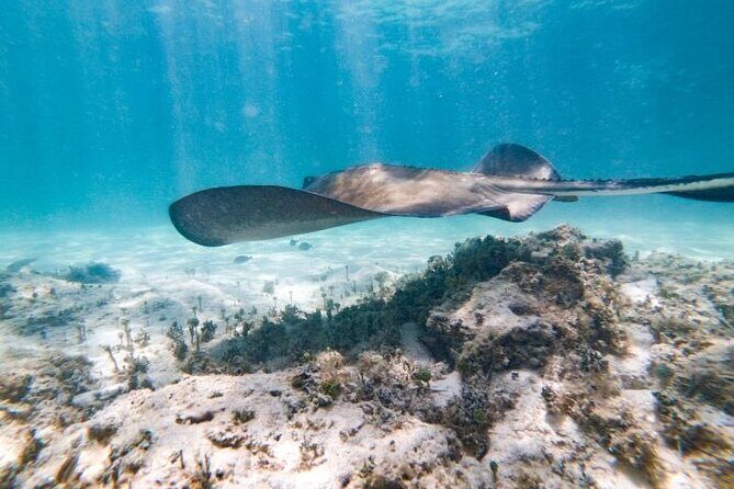 Reef Explorer Half Day Trip - Final Thoughts