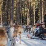 Reindeer Experience with Sledge Ride - The Experience Itinerary in Detail