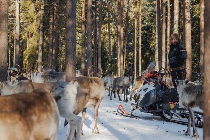 Reindeer Experience with Sledge Ride - The Experience Itinerary in Detail