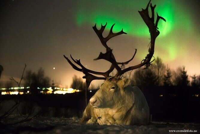 Reindeer feeding & Saami Culture with chance for Northern Lights - Final Thoughts