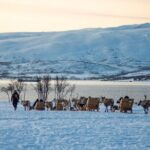 Reindeer Sledding Experience and Sami Culture Tour from Tromso - Value and Price Considerations
