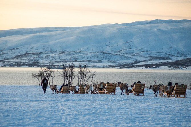 Reindeer Sledding Experience and Sami Culture Tour from Tromso - Value and Price Considerations