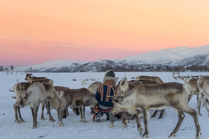 Reindeer visit, and Sami Culture Including Lunch from Tromso - Who Will Enjoy This Tour?