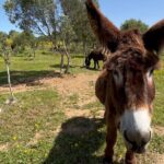 Relaxed E-bike in the backroads of Cascais and Sintra - Who Should Consider This Tour?