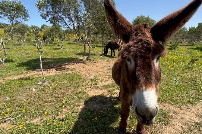 Relaxed E-bike in the backroads of Cascais and Sintra - Who Should Consider This Tour?