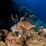 Research diving with a Marine Biologist in Crete - The Value of the Experience