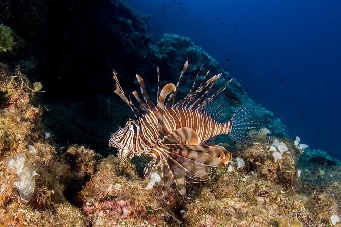 Research diving with a Marine Biologist in Crete - The Value of the Experience