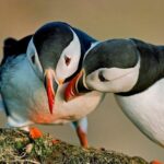 Reykjavik Shore Excursion: Puffin Sightseeing Cruise - Wildlife Viewing and Photography