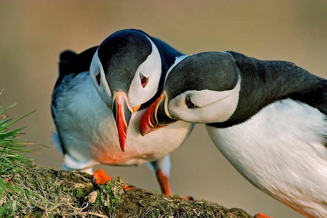 Reykjavik Shore Excursion: Puffin Sightseeing Cruise - Wildlife Viewing and Photography