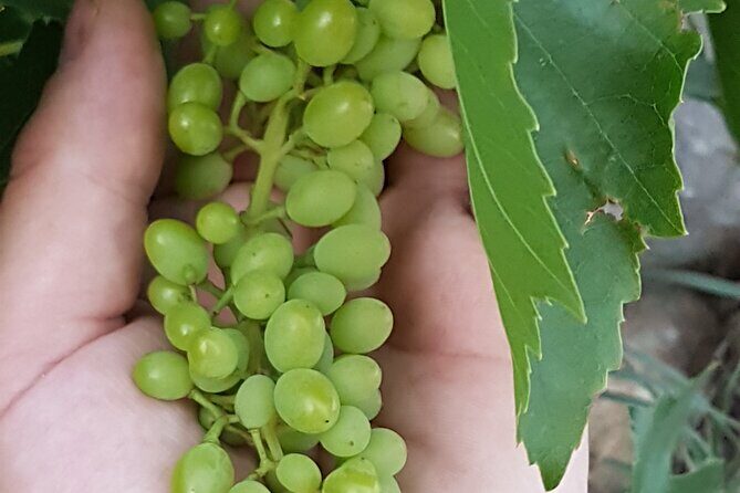 Rhodes Wine & Food Tour: 10 Meal Course Lunch, Wine Tasting, Cooking Class - Practical Details