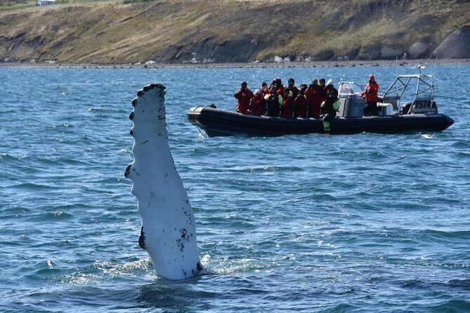 RIB boat express: Whales, Eyjafjord and Akureyri - Who Should Consider This Tour?