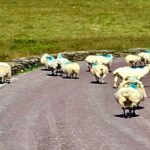 Ring of Kerry private Tour from Killarney, Car or minibus - What Does It Mean for You?