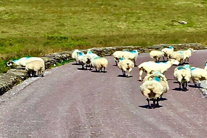 Ring of Kerry private Tour from Killarney, Car or minibus - What Does It Mean for You?