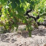 RIOJA UNCORKED - Private Enological Adventure - Final Thoughts: Is It Worth It?