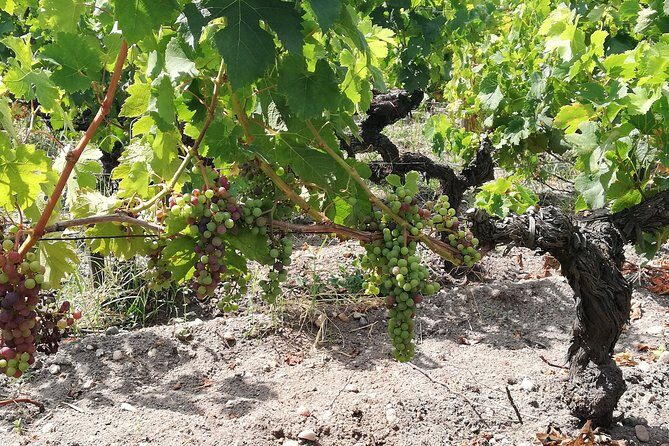 RIOJA UNCORKED - Private Enological Adventure - Final Thoughts: Is It Worth It?