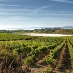 Rioja Wine Tour: 2 Wineries From Bilbao - A Complete Breakdown of the Rioja Wine Tour