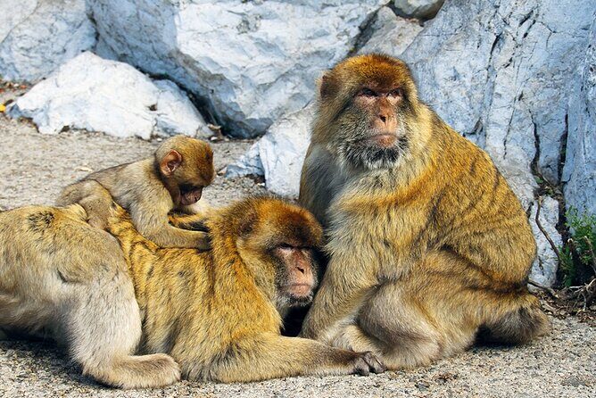 Rock Tour in Gibraltar by Bus with Tickets - Practical Tips for Booking and Participation