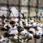 Rome: Catacombs for Kids Private Family Tour with Capuchins Crypt - What the Tour Includes and What to Expect