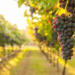 Rome Countryside Vineyards and Wine Tasting - Private Tour - Who Should Consider This Tour?