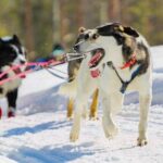 Rovaniemi Husky Safari & Campfire BBQ  610 km SelfDrive - Price and Value Analysis