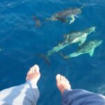 Sailing Boat-always private-always by sail-search for dolphins - What the Reviews Say