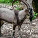 Samaria Gorge Hiking from Chania with proffesional hiking guide - Reaching Agia Roumeli and Its Beach