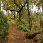 SANTANA Combo Expedition (Jeep & Levada Walk) - Shared Tour - Who Will Love This Tour?