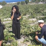 Santorini Wine Secrets - FAQs