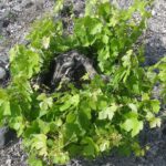 Santorini Wine Tasting & Food Pairing :Taste good life at Santorini - A Closer Look at the Itinerary