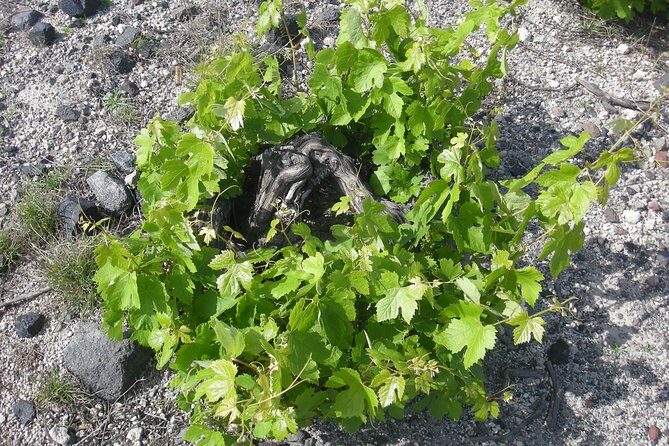 Santorini Wine Tasting & Food Pairing :Taste good life at Santorini - A Closer Look at the Itinerary